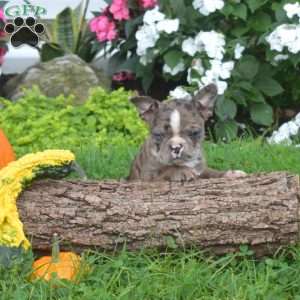 Pebbles, Boston Terrier Puppy