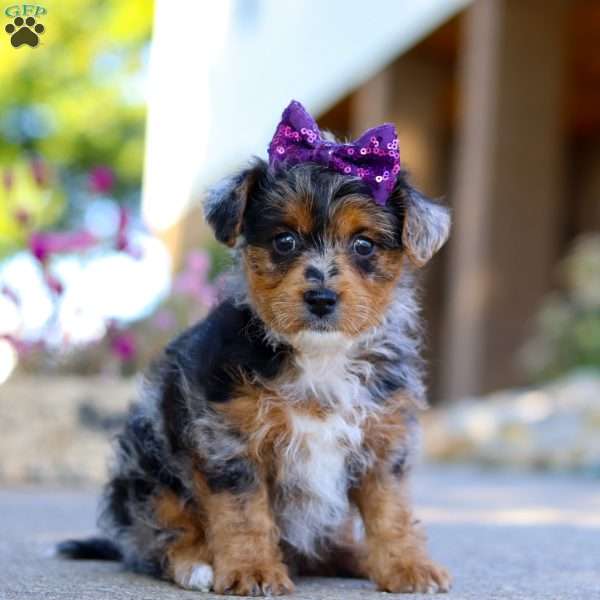 Pebbles, Yorkie Poo Puppy