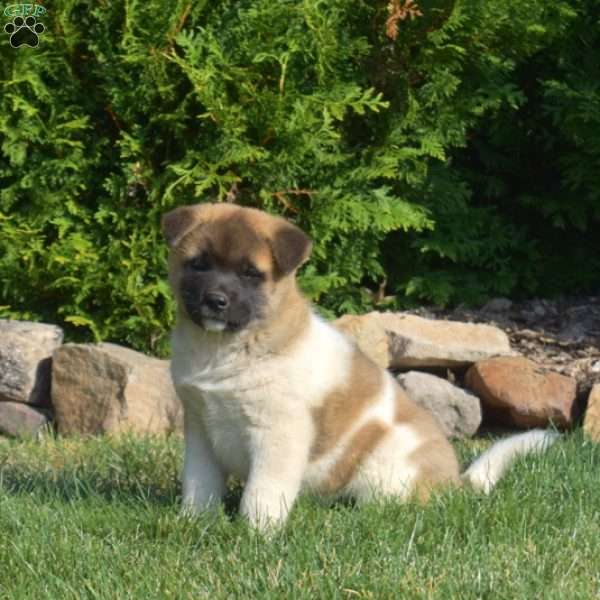 Pecan, Akita Puppy