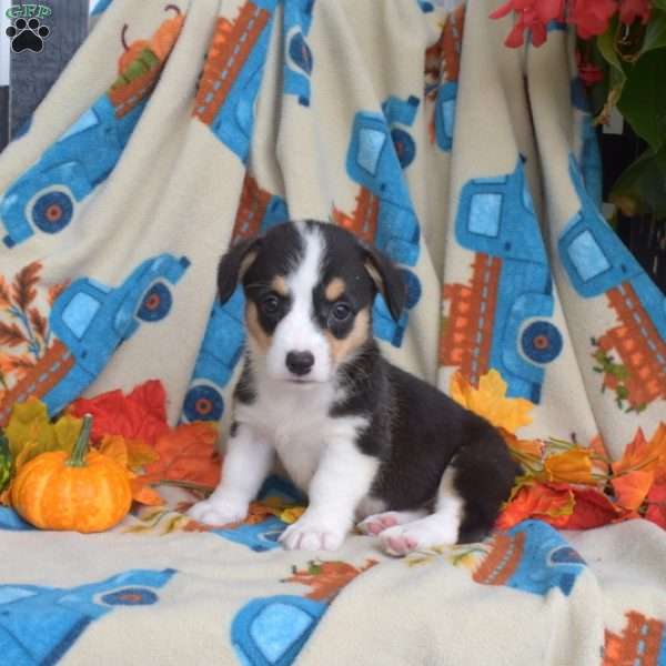 Pecan, Pembroke Welsh Corgi Puppy