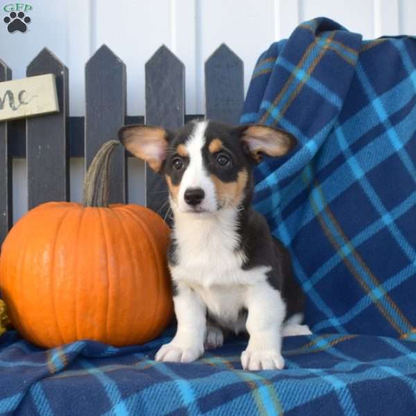 Pecan, Pembroke Welsh Corgi Puppy
