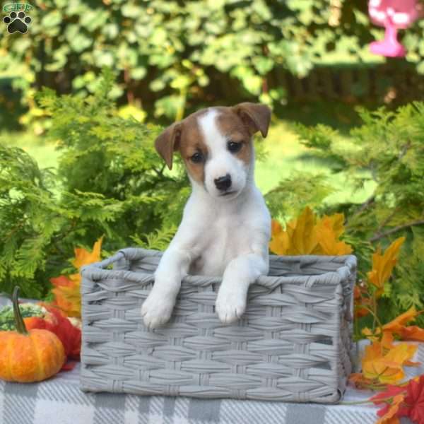 Pecan, Jack Russell Terrier Puppy