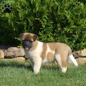 Pecan, Akita Puppy