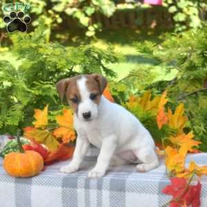Pecan, Jack Russell Terrier Puppy