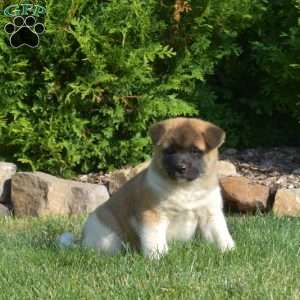 Pecan, Akita Puppy