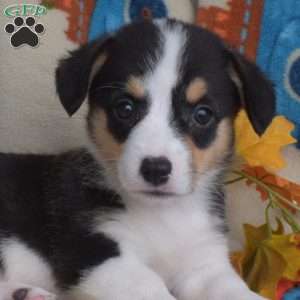 Pecan, Pembroke Welsh Corgi Puppy