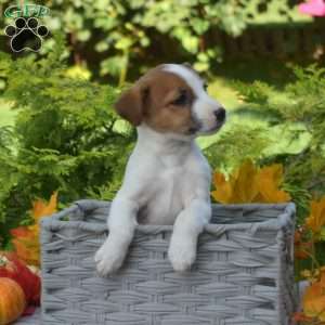 Pecan, Jack Russell Terrier Puppy