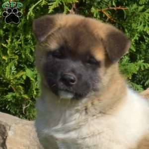 Pecan, Akita Puppy