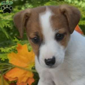 Pecan, Jack Russell Terrier Puppy