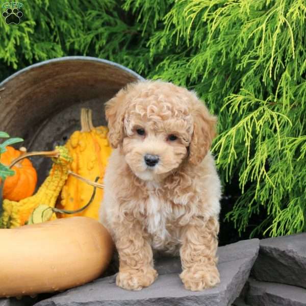 Pecan, Bich-Poo Puppy