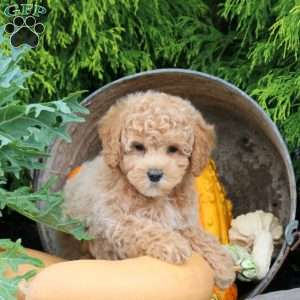 Pecan, Bich-Poo Puppy