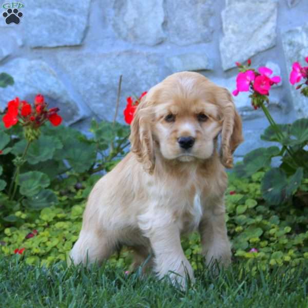 Peggy, Cocker Spaniel Puppy
