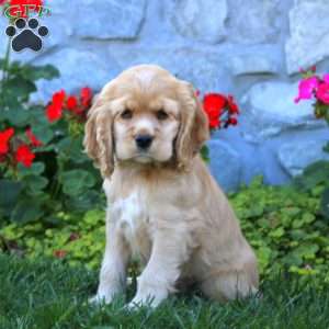Peggy, Cocker Spaniel Puppy