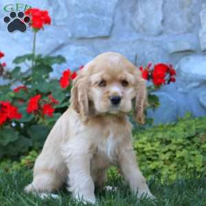 Peggy, Cocker Spaniel Puppy