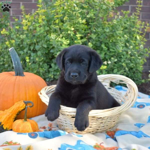 Penelope, Black Labrador Retriever Puppy