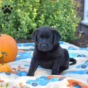 Penelope, Black Labrador Retriever Puppy