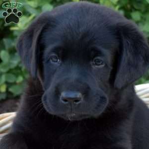 Penelope, Black Labrador Retriever Puppy
