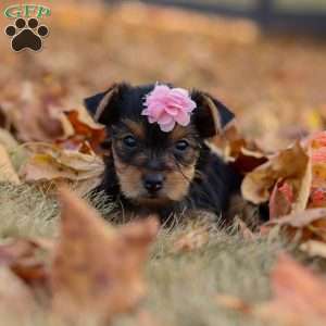 Penny, Yorkie Puppy