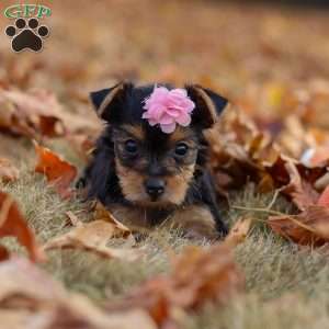 Penny, Yorkie Puppy