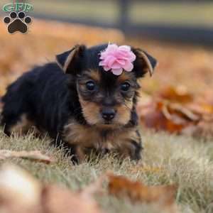 Penny, Yorkie Puppy