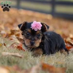 Penny, Yorkie Puppy