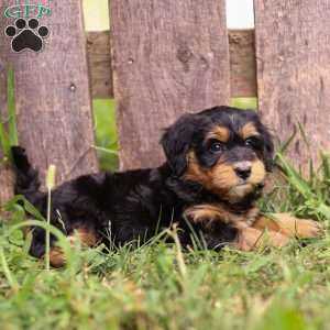 Penny, Mini Bernedoodle Puppy