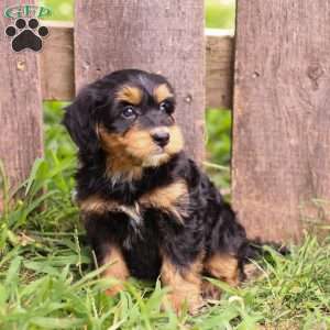 Penny, Mini Bernedoodle Puppy
