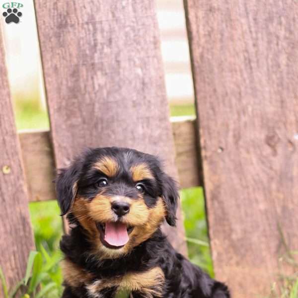 Penny, Mini Bernedoodle Puppy