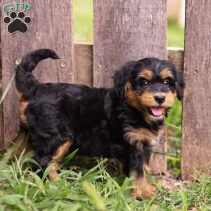 Penny, Mini Bernedoodle Puppy