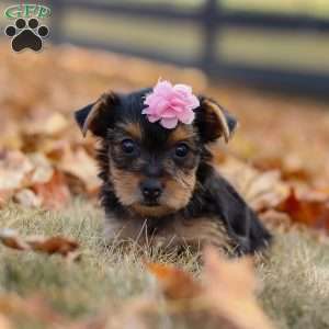 Penny, Yorkie Puppy