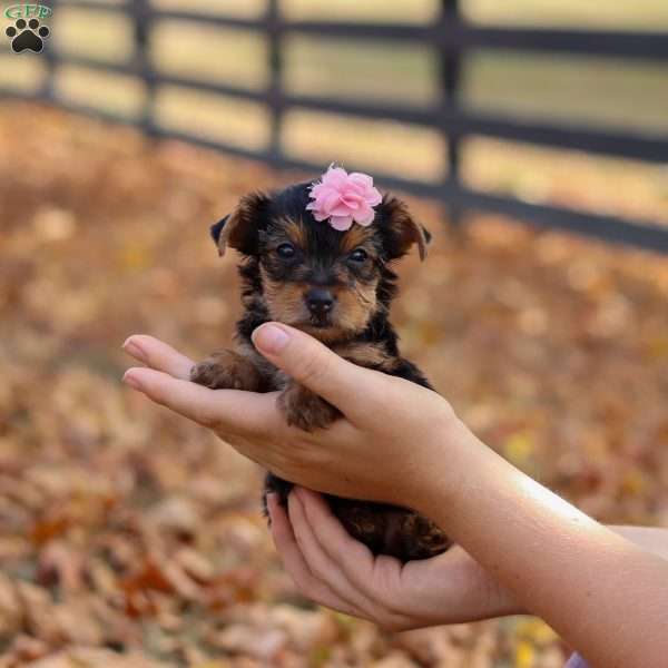 Penny, Yorkie Puppy