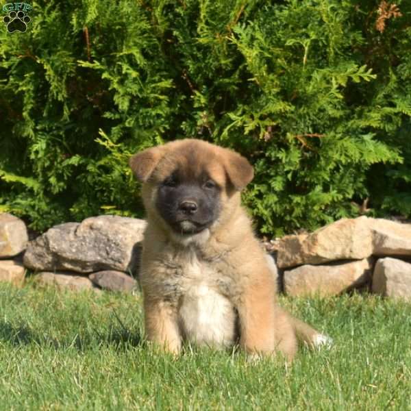 Penny, Akita Puppy