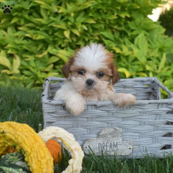 Penny, Shih Tzu Puppy