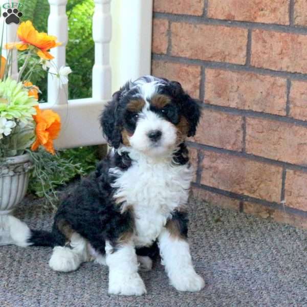 Penny, Mini Bernedoodle Puppy