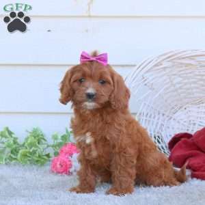 Penny, Cavapoo Puppy