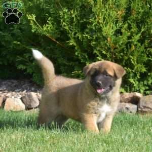 Penny, Akita Puppy