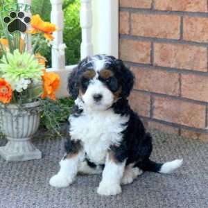 Penny, Mini Bernedoodle Puppy