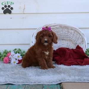 Penny, Cavapoo Puppy