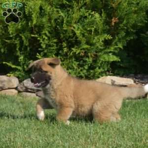 Penny, Akita Puppy