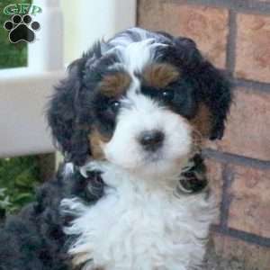 Penny, Mini Bernedoodle Puppy