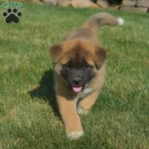 Penny, Akita Puppy