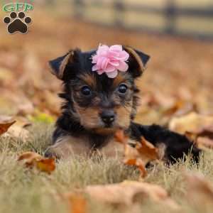 Penny, Yorkie Puppy