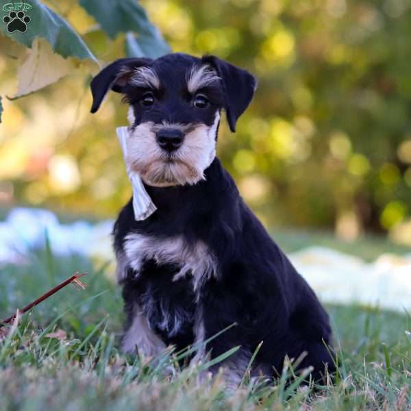 Pepper, Miniature Schnauzer Puppy