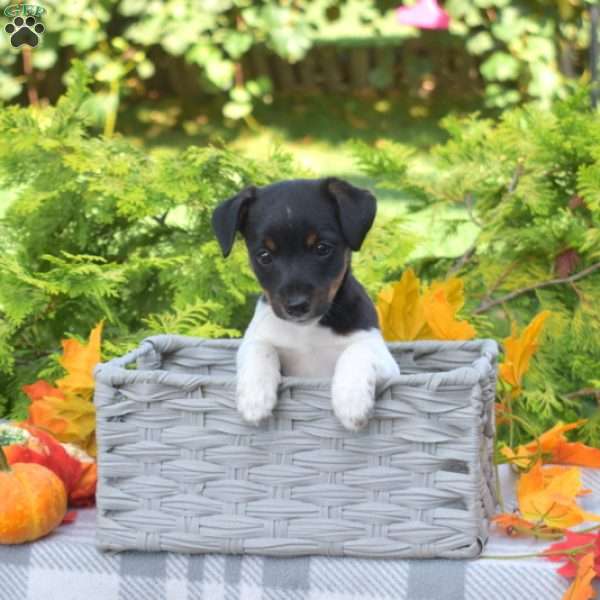 Pepper Jack, Jack Russell Terrier Puppy