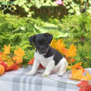 Pepper Jack, Jack Russell Terrier Puppy