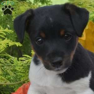 Pepper Jack, Jack Russell Terrier Puppy