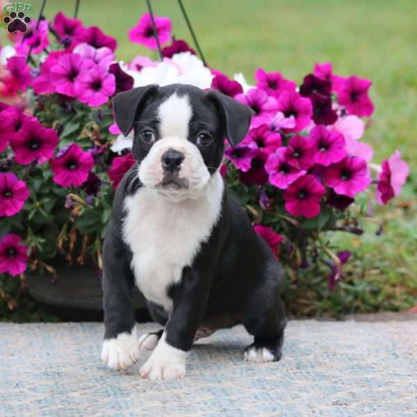 Pepper, Boston Terrier Puppy