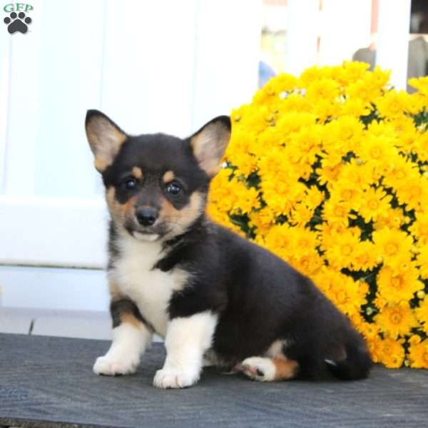 Pepper, Pembroke Welsh Corgi Puppy
