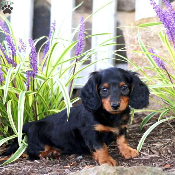 Pepper, Dachshund Puppy
