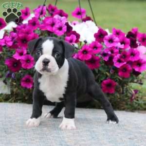 Pepper, Boston Terrier Puppy